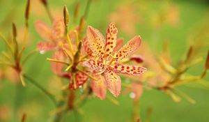 Preview wallpaper flowers, pollen, spotted, drops, blurred