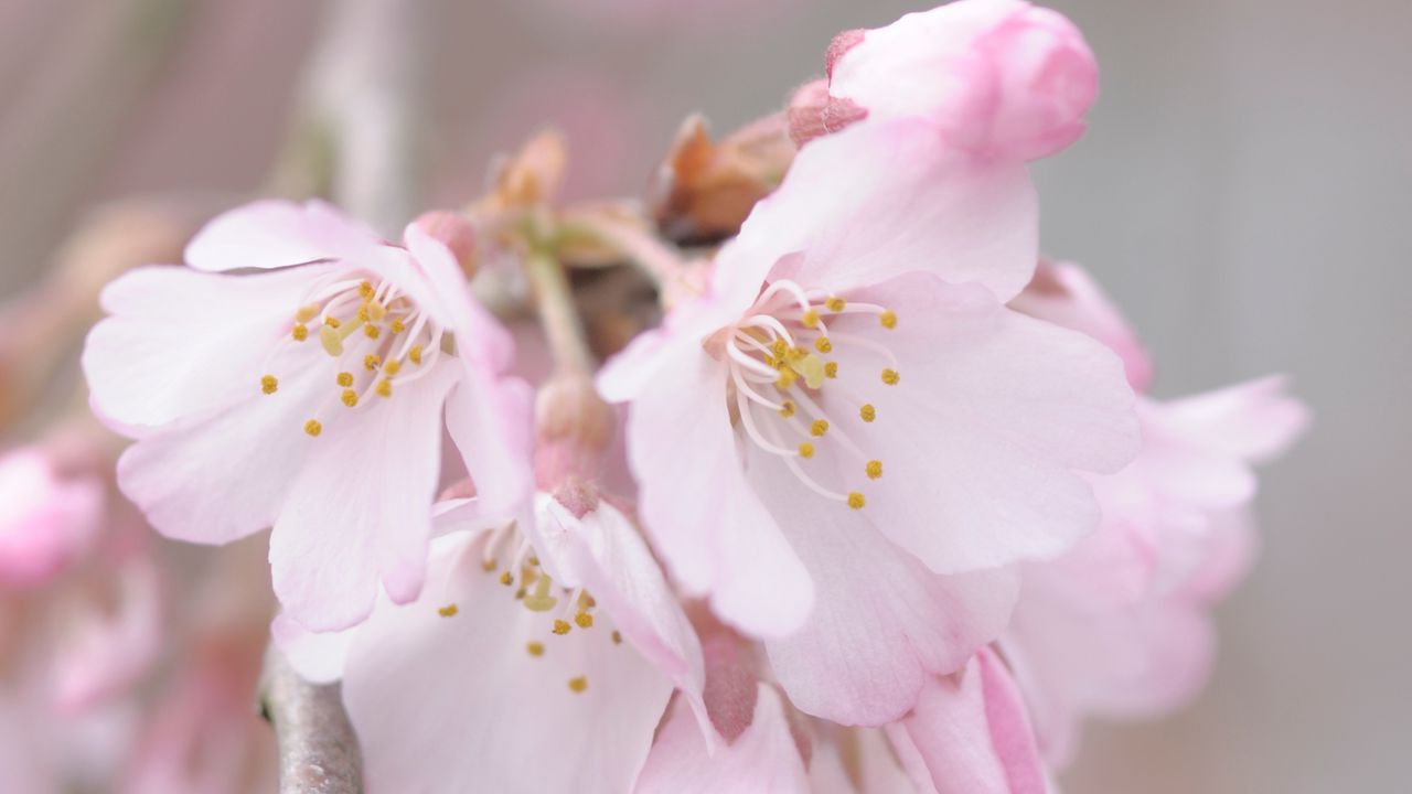Wallpaper flowers, pollen, spring, bloom, pink, petals