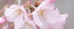 Preview wallpaper flowers, pollen, spring, bloom, pink, petals