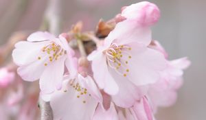 Preview wallpaper flowers, pollen, spring, bloom, pink, petals