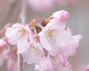 Preview wallpaper flowers, pollen, spring, bloom, pink, petals