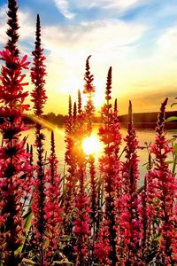 Preview wallpaper flowers, pond, sun, nature