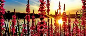 Preview wallpaper flowers, pond, sun, nature