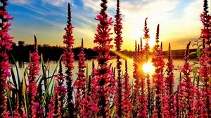 Preview wallpaper flowers, pond, sun, nature