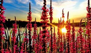 Preview wallpaper flowers, pond, sun, nature