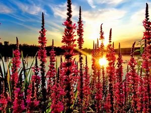 Preview wallpaper flowers, pond, sun, nature