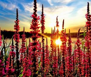 Preview wallpaper flowers, pond, sun, nature
