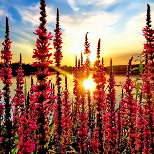 Preview wallpaper flowers, pond, sun, nature