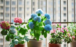 Preview wallpaper flowers, pot, houseplant