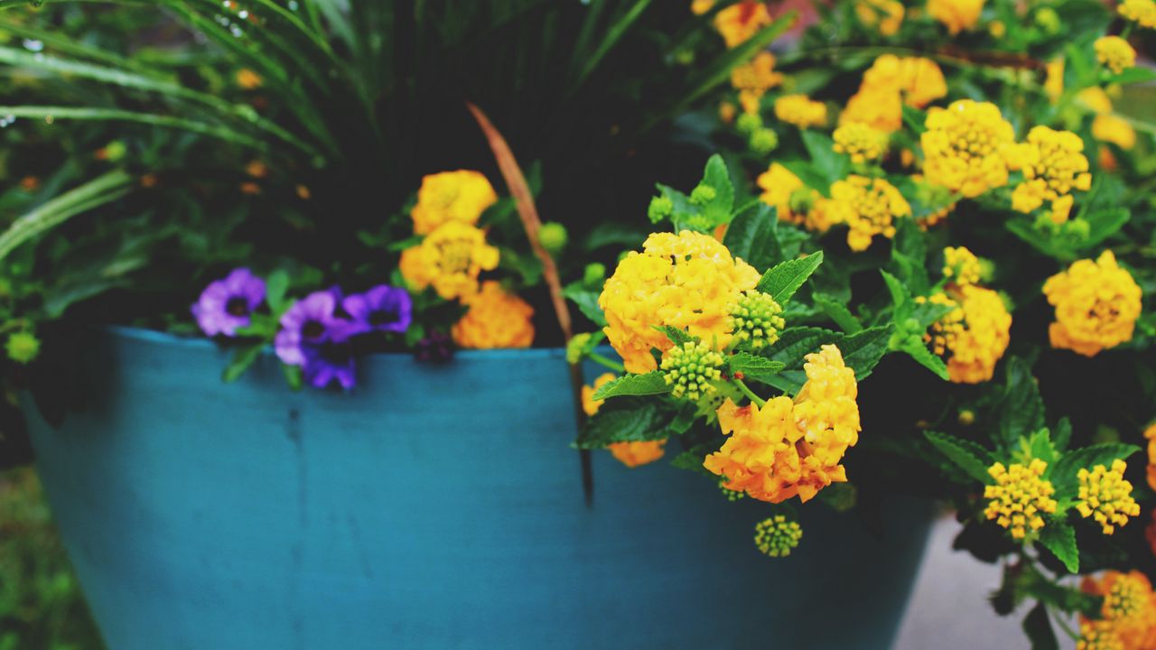 Wallpaper flowers, pot, yellow