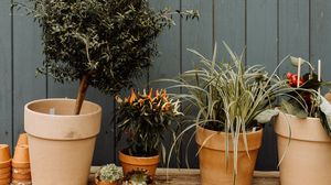 Preview wallpaper flowers, pots, plants, decorative