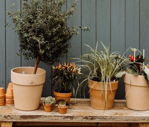 Preview wallpaper flowers, pots, plants, decorative
