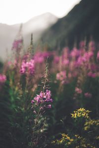 Preview wallpaper flowers, purple, bloom, stem, plant