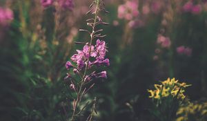Preview wallpaper flowers, purple, bloom, stem, plant