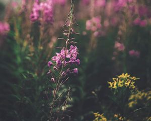 Preview wallpaper flowers, purple, bloom, stem, plant