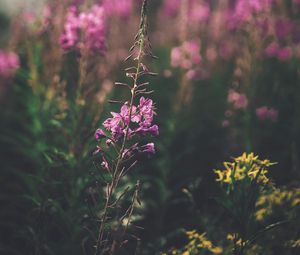 Preview wallpaper flowers, purple, bloom, stem, plant