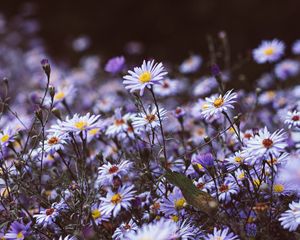 Preview wallpaper flowers, purple, bloom, wild, plants