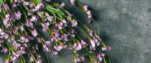 Preview wallpaper flowers, purple, bouquet, field