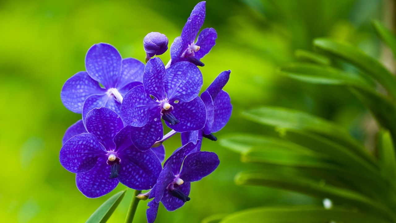 Wallpaper flowers, purple, bright, twigs, grass