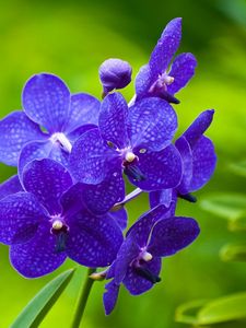 Preview wallpaper flowers, purple, bright, twigs, grass