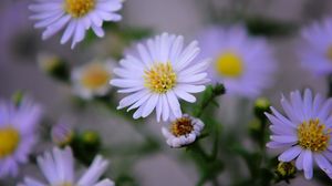 Preview wallpaper flowers, purple, buds