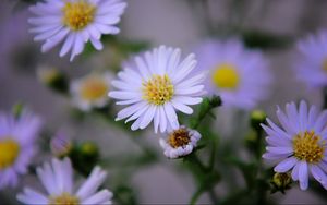 Preview wallpaper flowers, purple, buds