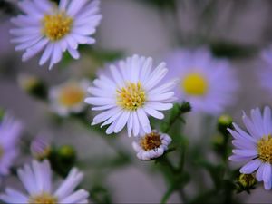 Preview wallpaper flowers, purple, buds