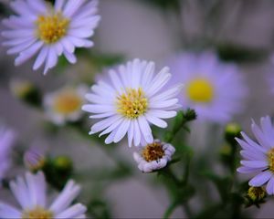 Preview wallpaper flowers, purple, buds