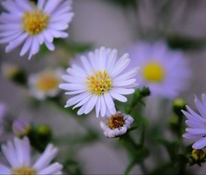 Preview wallpaper flowers, purple, buds