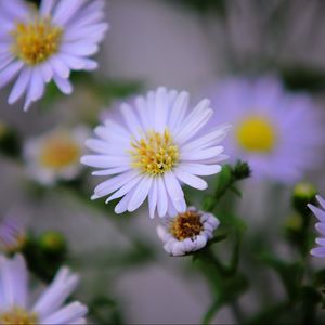 Preview wallpaper flowers, purple, buds