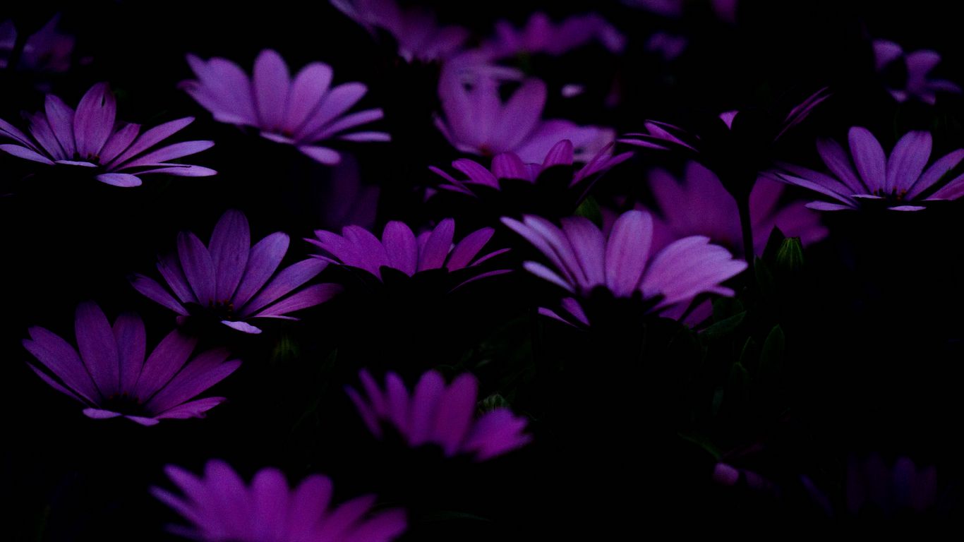 Download wallpaper 1366x768 flowers, purple, dark tablet, laptop hd  background