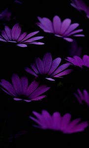 Preview wallpaper flowers, purple, dark