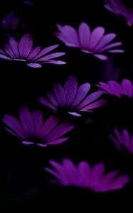 Preview wallpaper flowers, purple, dark