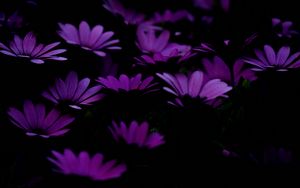 Preview wallpaper flowers, purple, dark