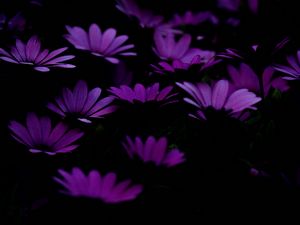 Preview wallpaper flowers, purple, dark