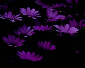 Preview wallpaper flowers, purple, dark