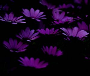 Preview wallpaper flowers, purple, dark