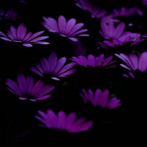 Preview wallpaper flowers, purple, dark