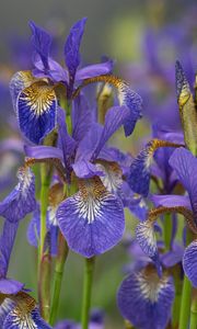 Preview wallpaper flowers, purple, field, blur