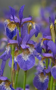 Preview wallpaper flowers, purple, field, blur