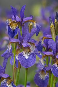 Preview wallpaper flowers, purple, field, blur