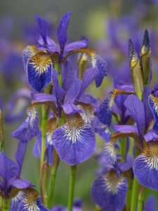 Preview wallpaper flowers, purple, field, blur