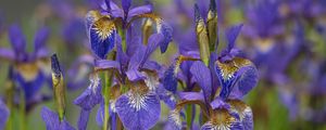 Preview wallpaper flowers, purple, field, blur