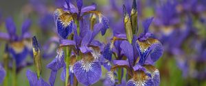Preview wallpaper flowers, purple, field, blur