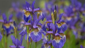 Preview wallpaper flowers, purple, field, blur
