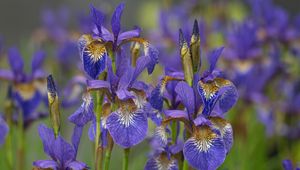 Preview wallpaper flowers, purple, field, blur
