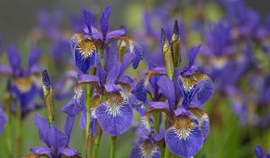 Preview wallpaper flowers, purple, field, blur