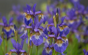 Preview wallpaper flowers, purple, field, blur