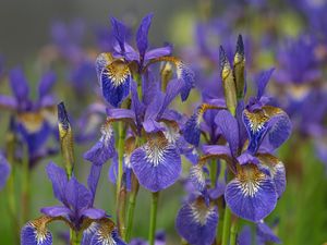 Preview wallpaper flowers, purple, field, blur