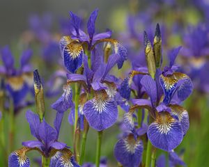 Preview wallpaper flowers, purple, field, blur